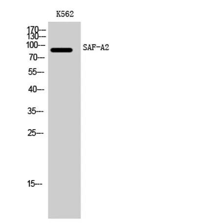 SAF-A2 rabbit pAb - image 1