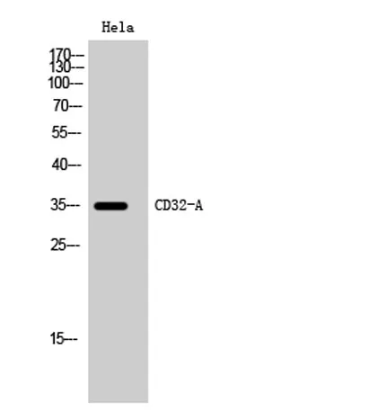 CD32-A rabbit pAb - image 1
