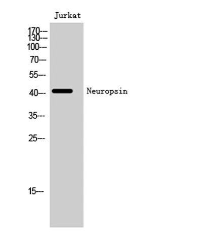 Neuropsin rabbit pAb