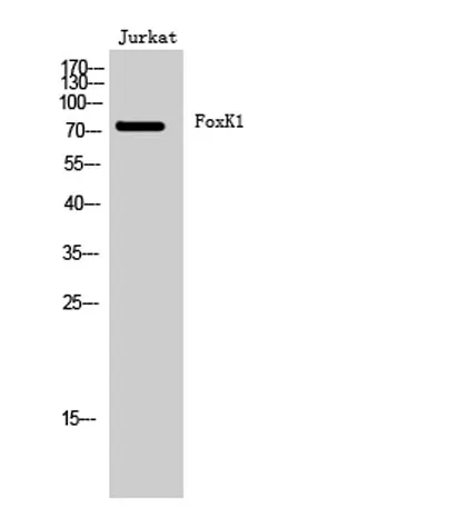 FoxK1 rabbit pAb - image 1