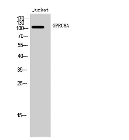 GPRC6A rabbit pAb - image 1