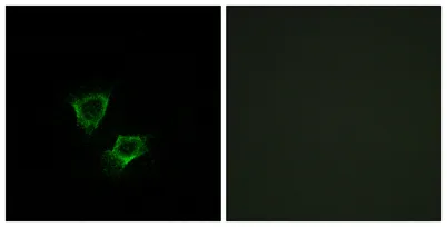 ZNRF2 rabbit pAb