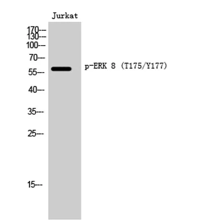 ERK 8 (phospho Thr175/Y177) rabbit pAb - image 1