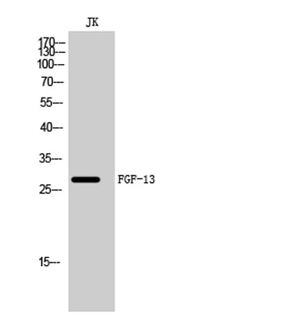 FGF-13 rabbit pAb - image 1