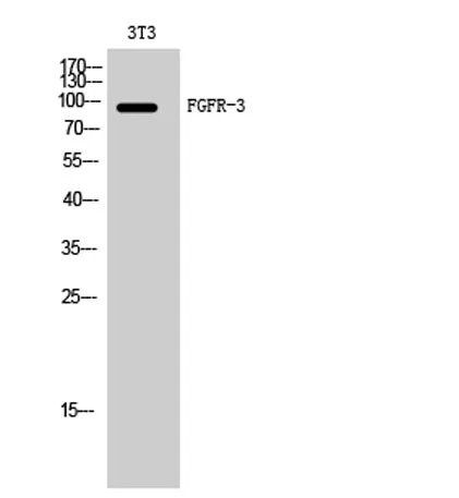 FGFR-3 rabbit pAb - image 1