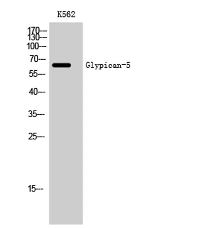 Glypican-5 rabbit pAb