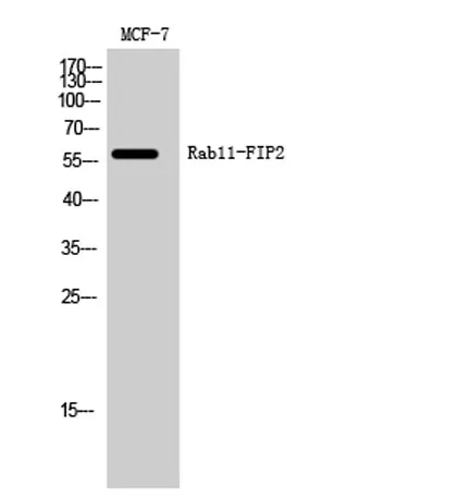 Rab11-FIP2 rabbit pAb - image 1