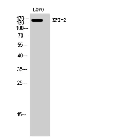 KPI-2 rabbit pAb - image 1