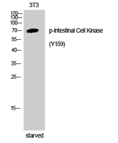 Intestinal Cell Kinase (phospho Tyr159) rabbit pAb - image 1
