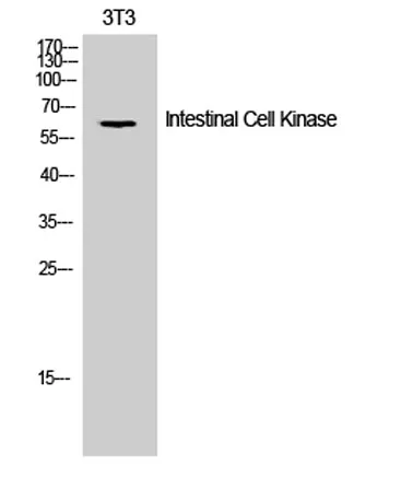 Intestinal Cell Kinase rabbit pAb - image 1