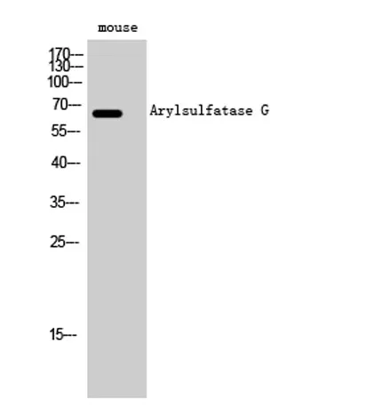 Arylsulfatase G rabbit pAb - image 1