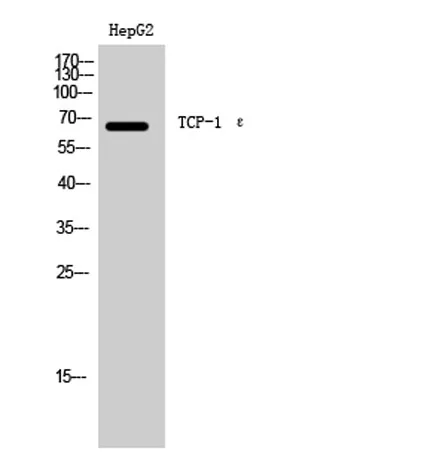TCP-1 ε rabbit pAb - image 1