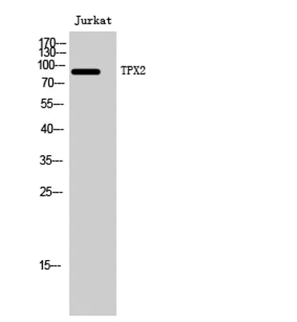 TPX2 rabbit pAb - image 1