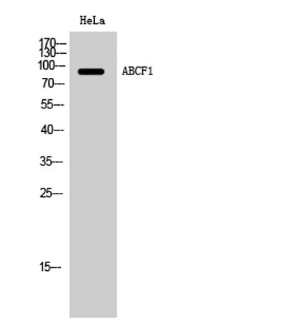 ABCF1 rabbit pAb - image 1
