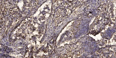 Myosin XVI rabbit pAb - image 1