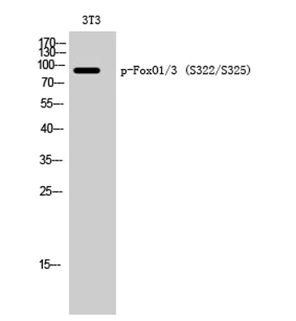 FoxO1/3 (phospho Ser322/S325) rabbit pAb - image 1