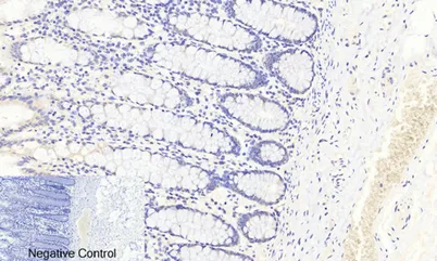 FoxO3A (phospho Ser253) rabbit pAb - image 1