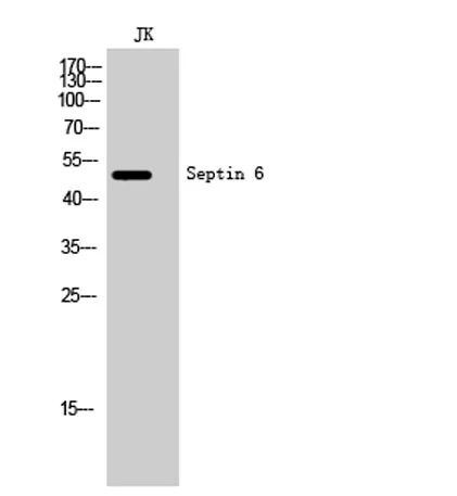 Septin 6 rabbit pAb - image 1