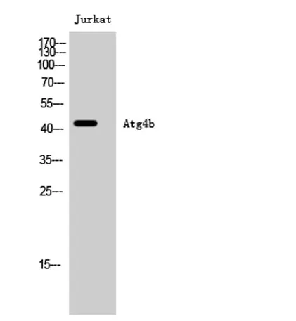 Atg4b rabbit pAb - image 1
