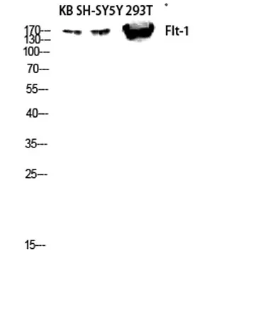 Flt-1 rabbit pAb - image 1
