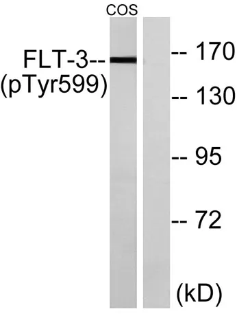 Flt3 (phospho Tyr599) rabbit pAb - image 1