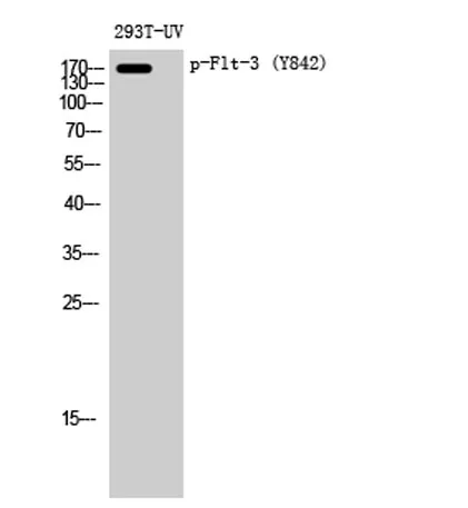 Flt-3 (phospho Tyr842) rabbit pAb - image 1