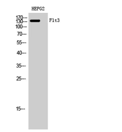 Flt3 rabbit pAb - image 1
