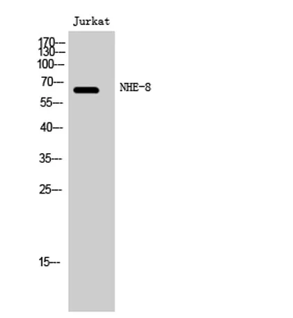 NHE-8 rabbit pAb - image 1