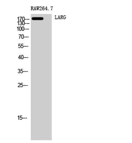 LARG rabbit pAb - image 1