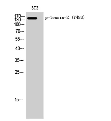 Tensin-2 (phospho Tyr483) rabbit pAb - image 1
