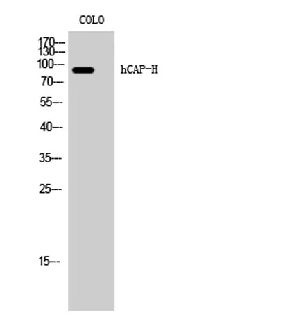hCAP-H rabbit pAb - image 1