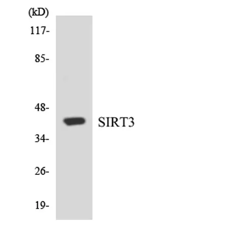SIRT3 rabbit pAb