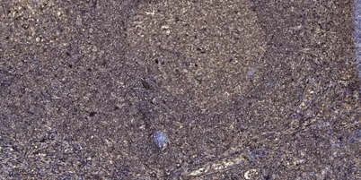 SIRT1 (phospho Ser47) rabbit pAb - image 1