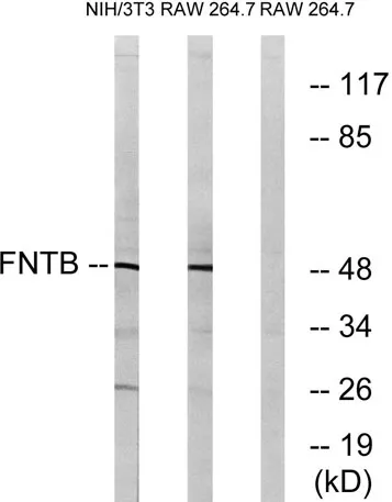 FTβ rabbit pAb
