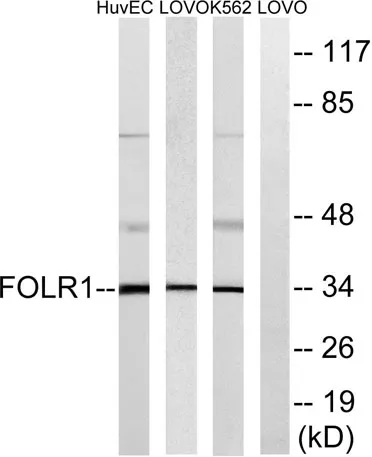 FR-α rabbit pAb