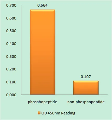 c-Fos (phospho Ser374) rabbit pAb - image 1