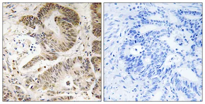 PI 3-kinase p101 rabbit pAb - image 1