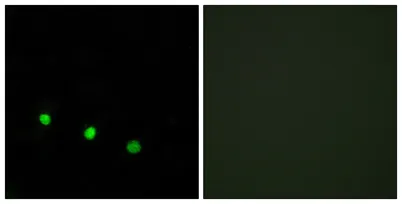 Fos B (phospho Ser27) rabbit pAb - image 1