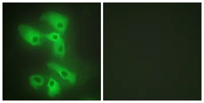 JIP-2 rabbit pAb - image 1