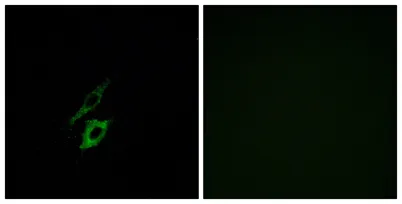 FPR1 rabbit pAb - image 1
