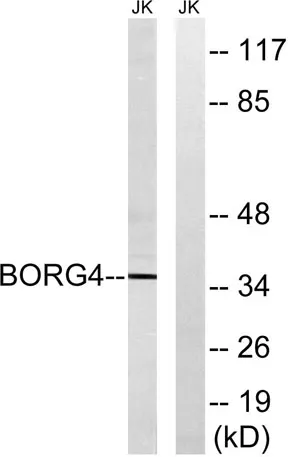 Cdc42EP4 rabbit pAb - image 1