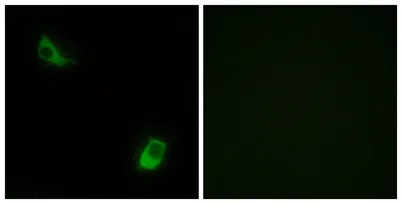 FPRL2 rabbit pAb
