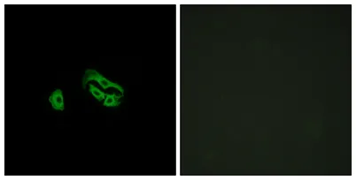 FPRL2 rabbit pAb