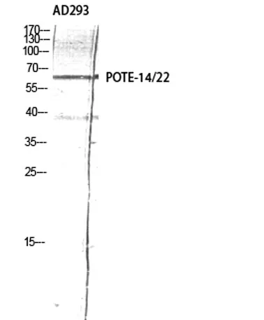 POTE-14/22 rabbit pAb - image 1