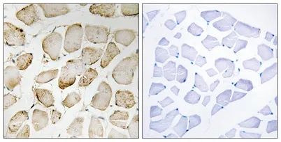 5-LO rabbit pAb - image 1