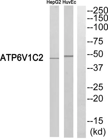 V-ATPase C2 rabbit pAb - image 1