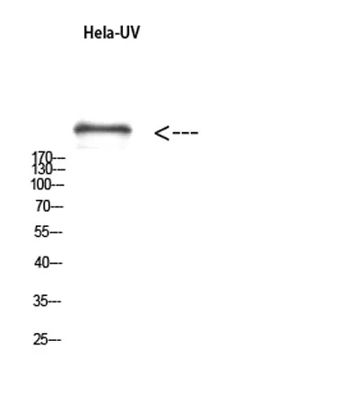 mTOR (phospho Ser2481) rabbit pAb - image 1