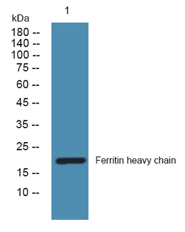 Ferritin heavy chain rabbit pAb - image 1