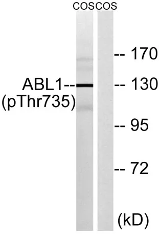 Abl1 (phospho Thr735) rabbit pAb - image 1