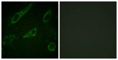 c-Abl (phospho Tyr245) rabbit pAb - image 1